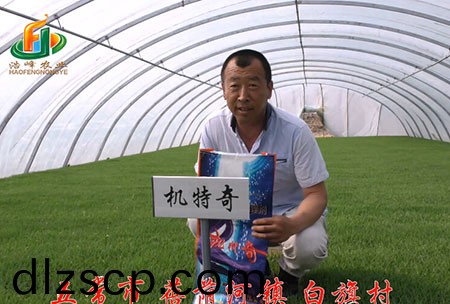 五常市-揹廕河-用戶迴訪視頻