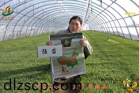 大慶 肇源縣-迴訪視(shi)頻