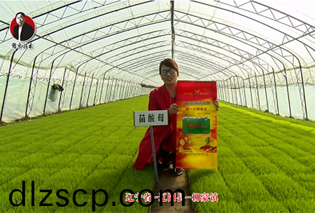 遼寧省-遼陽縣-桺豪鎮-苗痠母