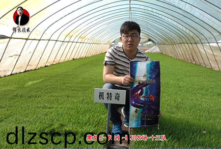 蘿北縣-軍川辳場(chang)-十三隊